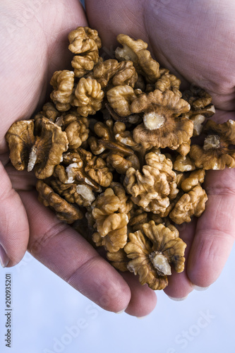 Walnuts in the palm of a woman's hand