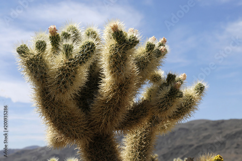 Josua Palmlilie, Joshua Tree (Yucca brevifolia) vor Monzogranit-Formationen, Joshua Tree Nationalpark, Palm Desert, Südkalifornien, USA, Nordamerika