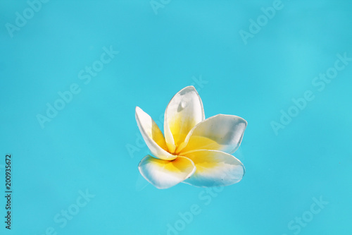 photo of a frangipani in water 7 © Олеся Дорофеева