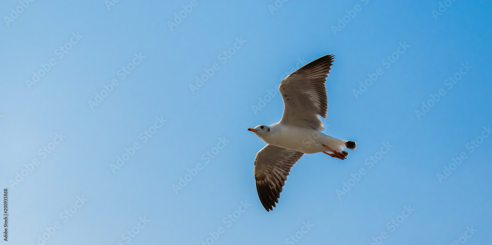 Obraz premium Seagulls are flying at the sea.