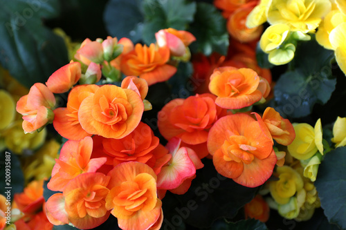 beautiful flowers begonia close-up view from above