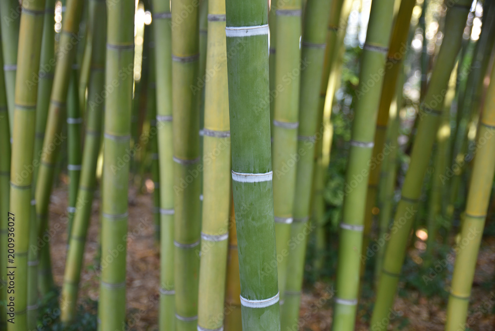 Fototapeta premium Bambous verts au jardin