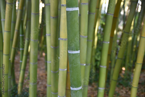 Bambous verts au jardin