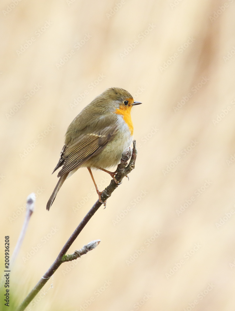 European robin European robin