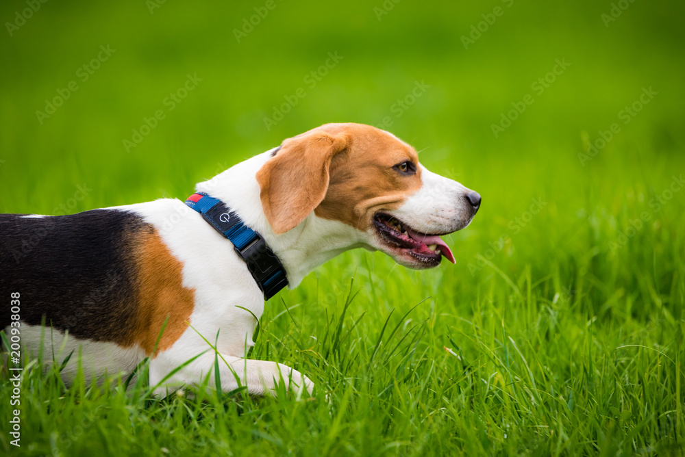 Beagle dog outdoor portrait in a green field