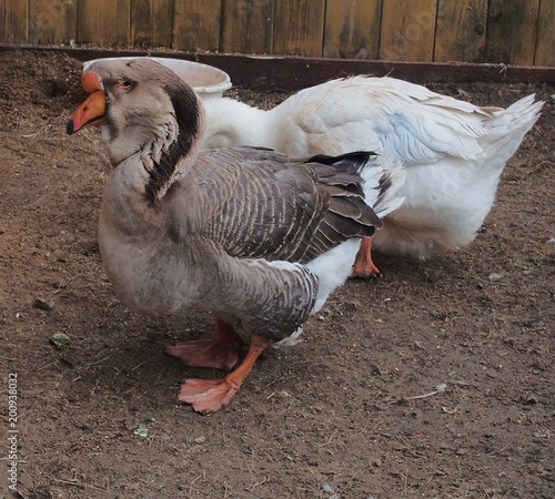 Male and female geese Kholmogory breed. Poultry. Farmyard. Close up.