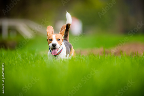 Beagle dog in a field © Przemyslaw Iciak