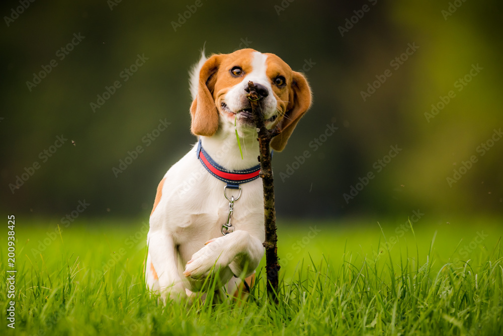 Beagle dog in a field with stick Beagle dog in a field with stick
