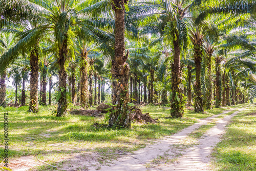 Oil palm plantation in the South of Thailand