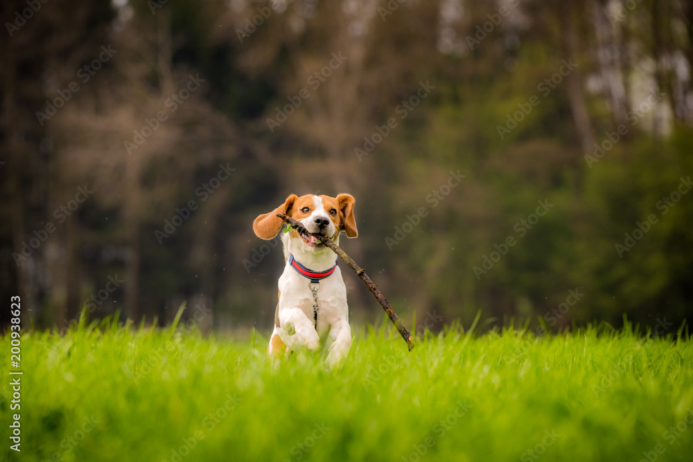 Beagle dog in a field runs with a stick - obrazy, fototapety, plakaty 