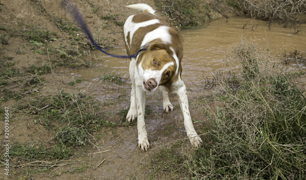 Dog shaking water Dog shaking water