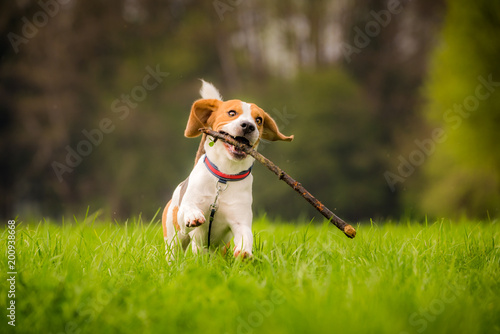 Fototapeta Naklejka Na Ścianę i Meble -  Beagle dog in a field runs with a stick