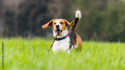 Beagle dog in a field runs with a stick