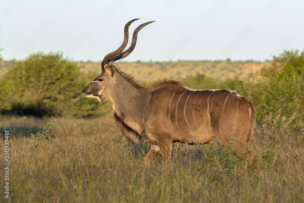 One young kudu bull with an oxpecker bird on its flank in the Mountain Zebra National Park near Cradock in South Africa