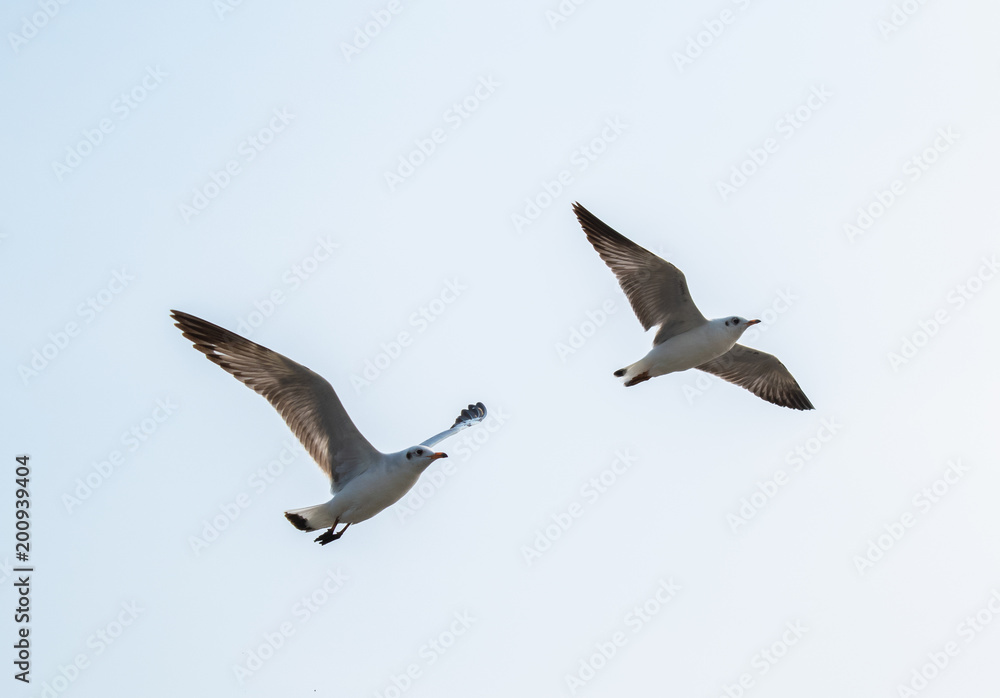 Obraz premium Seagulls are flying at the sea.