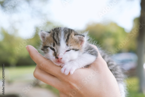 Cute baby kitten being held in hand.