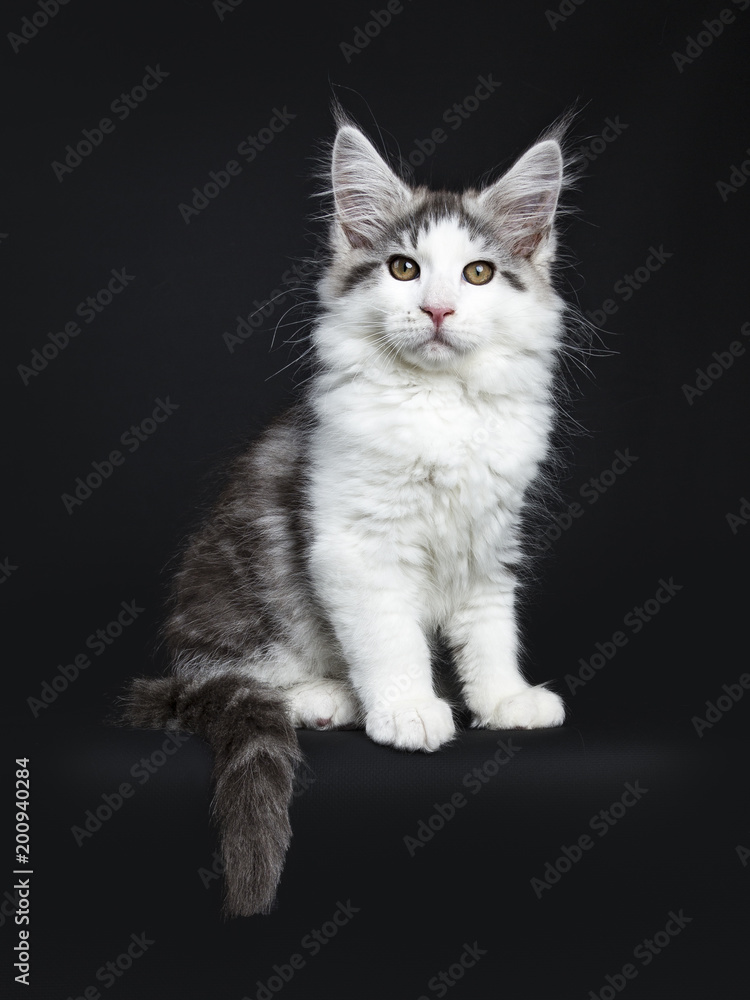 Black tabby with white Maine Coon cat / kitten sitting isolated on black background with tail hanging over edge
