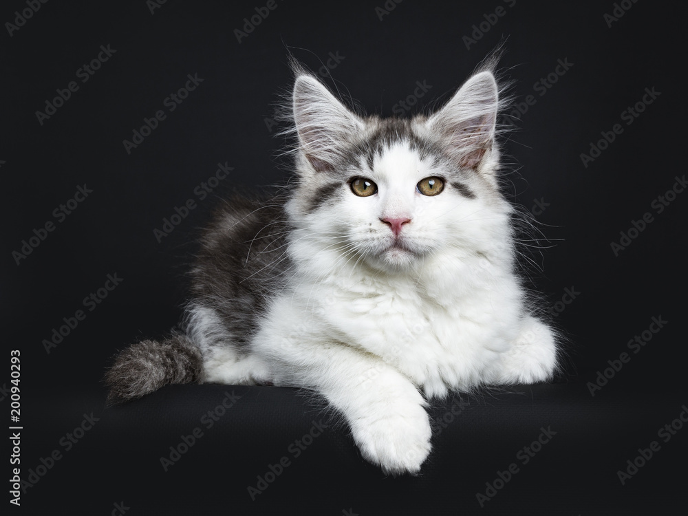 Head shot Black tabby with white Maine Coon cat / kitten laying down side ways isolated on black background 