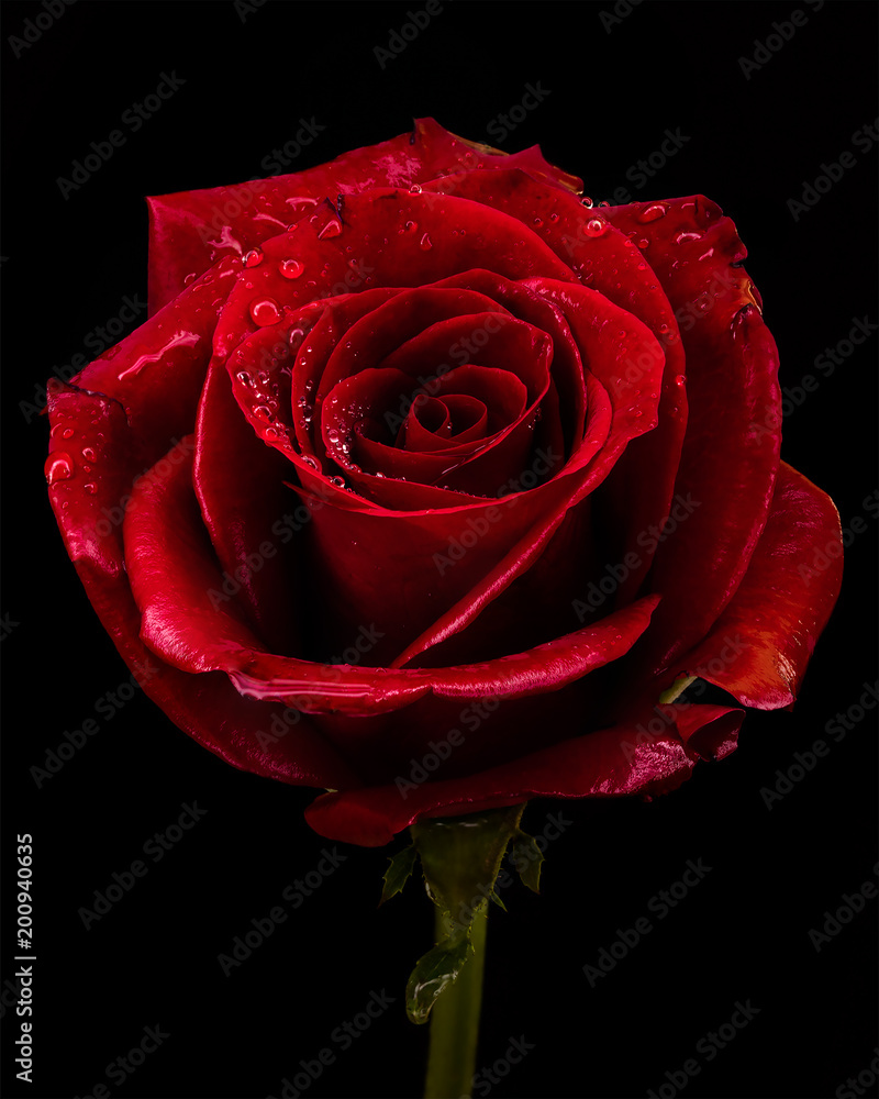 A closeup of one red rose with dew drops on a black background ...