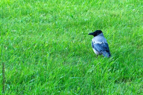 Hooded crow or Corvus cornix on grass photo