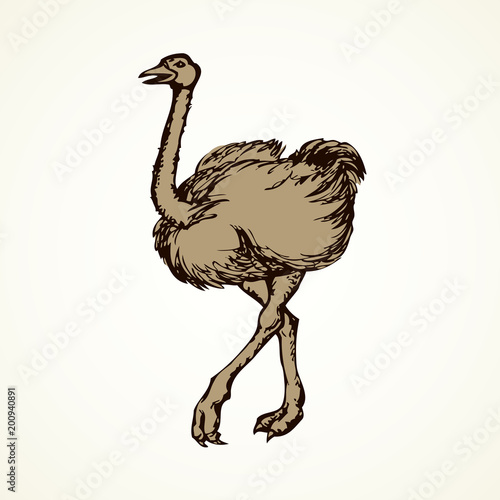 Ostrich. Vector drawing