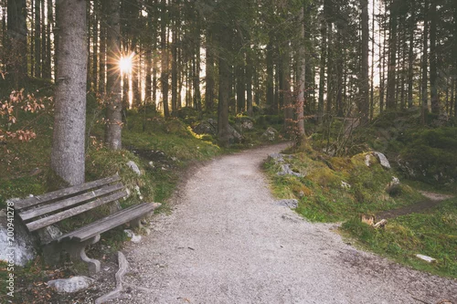 Obraz las z leśną ścieżką i ławką