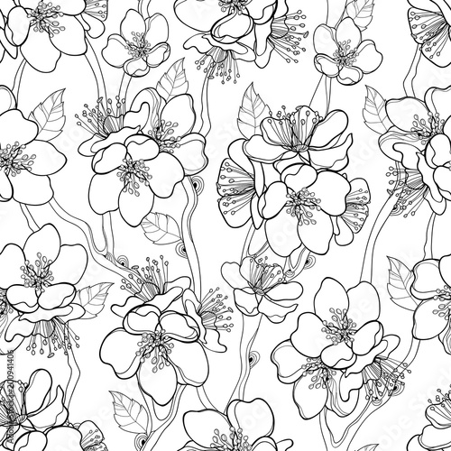 Vector seamless pattern with outline blooming Apricot flower bunch, branch and ornate leaves in black on the white background. Blossoming contour Apricot flowers for spring design and coloring book.