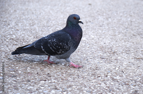 one pigeon is on the pavement