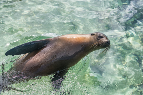 Galapagos Sea Lion in swimming in ocean on Galapagos Islands. Animals and wildlife nature on Galapagos, Ecuador, South America. Cute animals