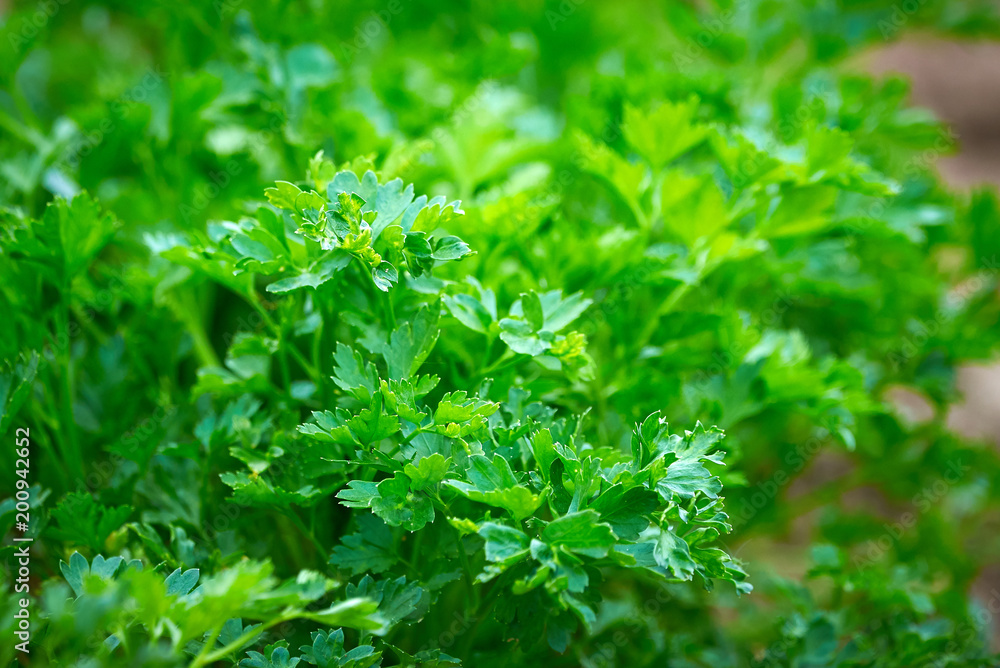 Parsley (Petroselinum crispum) Parsley (Petroselinum crispum)