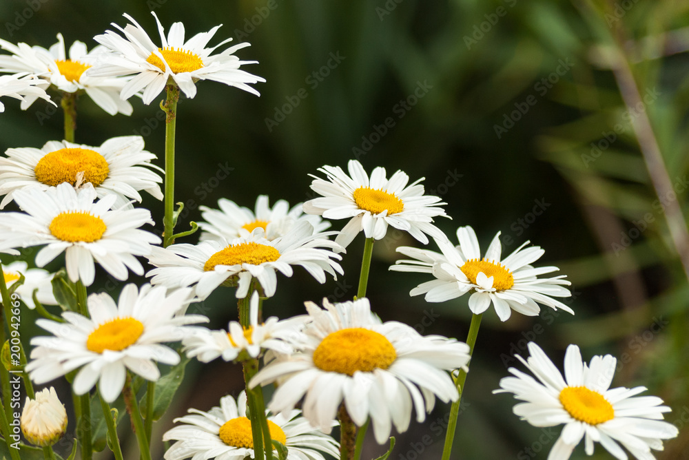 Fototapeta premium Field of white daisy flowers. Camomile.Flower background