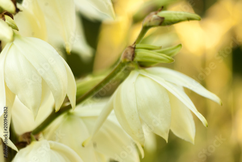 Fototapeta Naklejka Na Ścianę i Meble -  Background of white Hesperoyucca whipplei flowers.Yucca Gigantea, Chaparral yucca, Itabo,Quixote yucca,Yucca Filamentosa