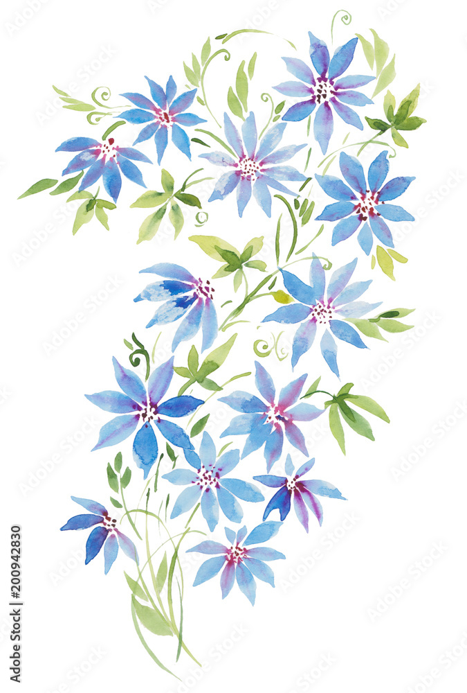 watercolor illustration, curly clematis plant, blue and pink flowers branch and leaves