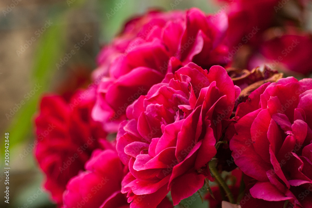 Nature background with red roses. Branch of curly rose. Fuchsia Roses Nature background with red roses. Branch of curly rose. Fuchsia Roses