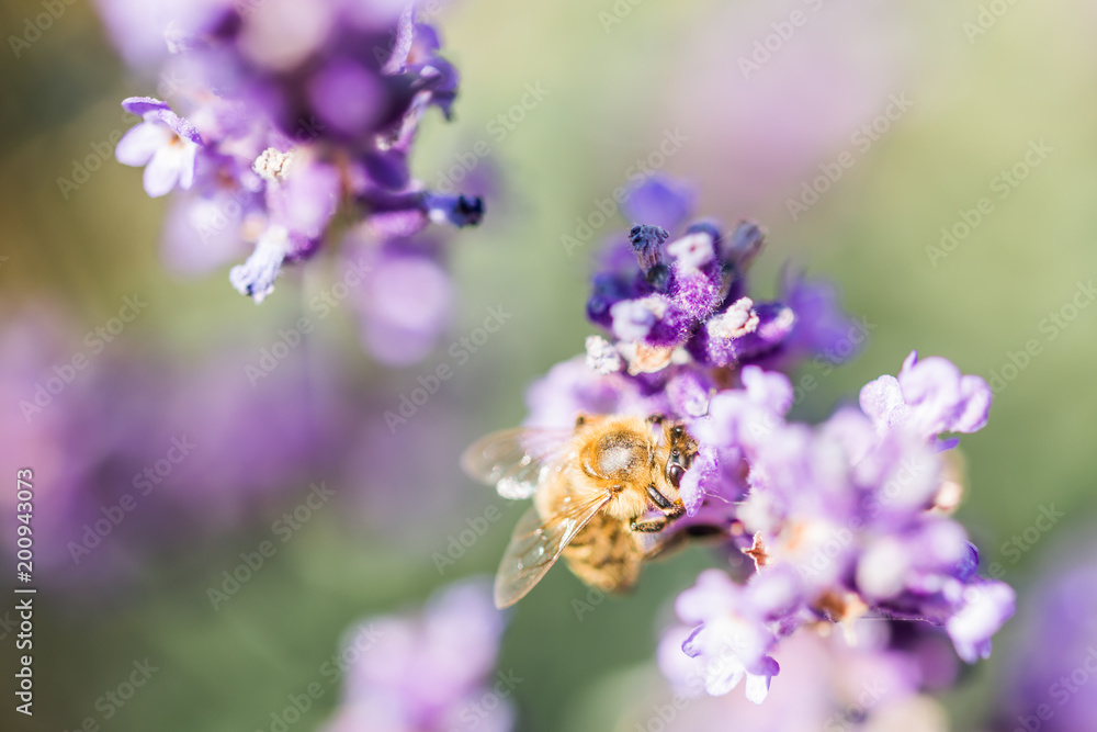 Fototapeta premium Biene auf Lavendelblüte