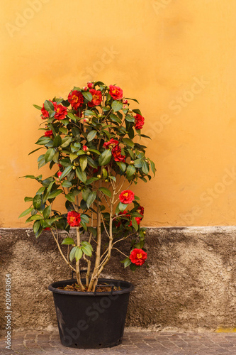 Camellia flower in a flower pot. near orange wall photo