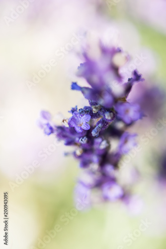 Lavendelblüte