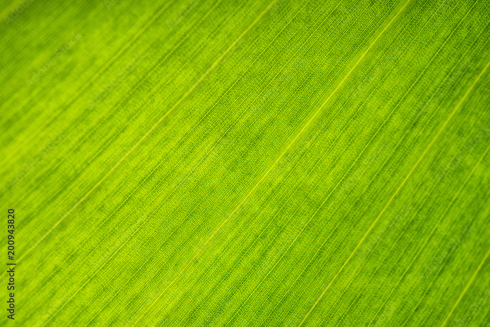 Green leaf close-up. Cell structure. Background or pattern. Green leaf close-up. Cell structure. Background or pattern.