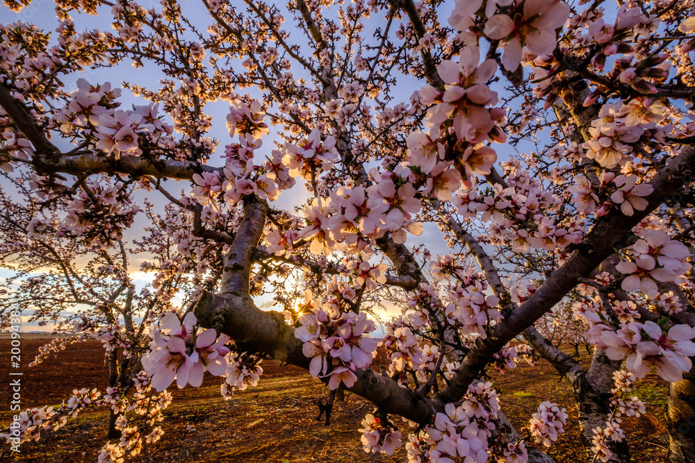 Amandier en fleurs, coucher de soleil.