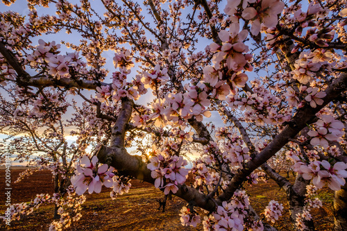 Obraz na płótnie Amandier en fleurs, coucher de soleil. w salonie