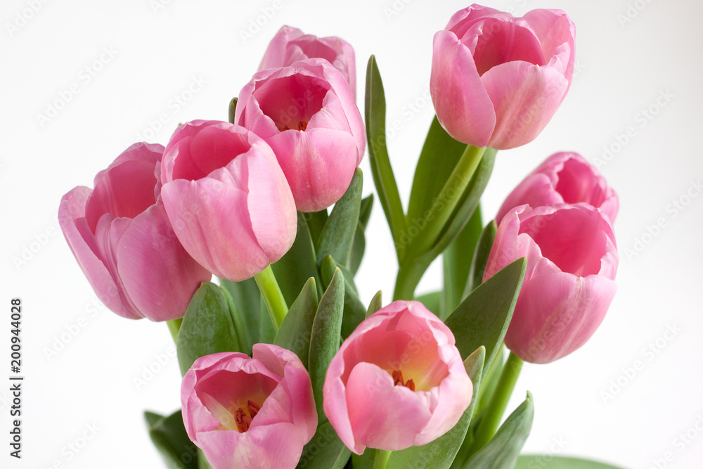 Nine beautiful pink tulips isolated on white background. Nine beautiful pink tulips isolated on white background.