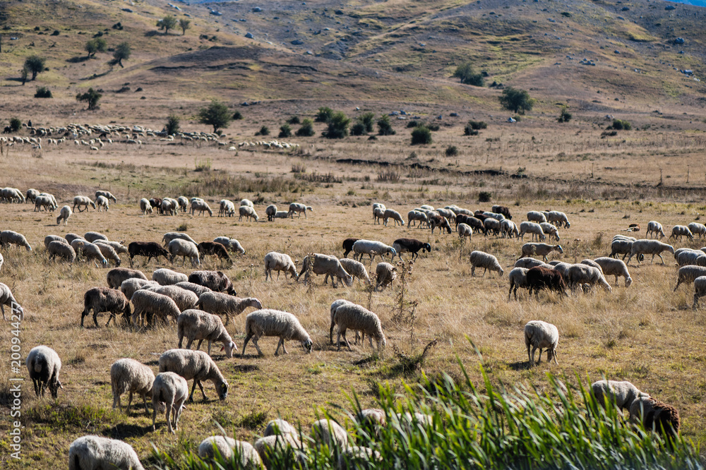 Fototapeta premium A lot sheeps graze on a meadow of mountain at sunset of Greece. 
