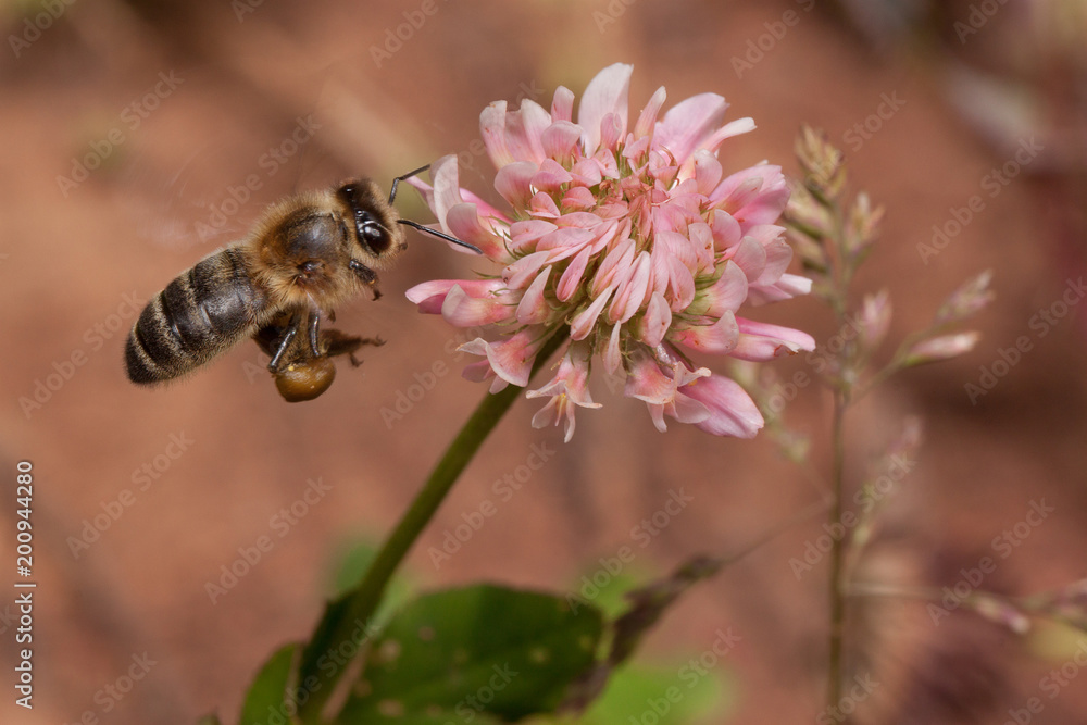 Honey bee is gathering nectar from the flower of the clover. Animals in wildlife. Honey bee is gathering nectar from the flower of the clover. Animals in wildlife.