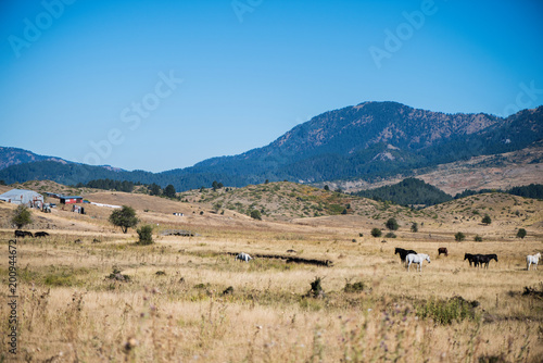 Landscape of the countryside and hay with livestock in Greece