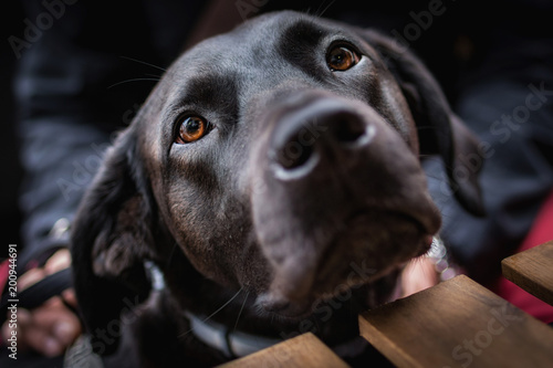Primo piano del muso di un cane nero  photo