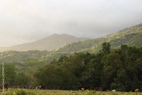 Fototapeta drzewa w górach idealne landcape