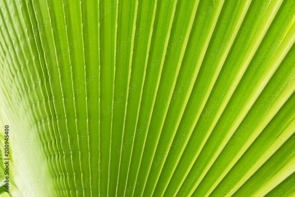 Cropped macro shot of green sugar palm tree leaf strip in sun light. Stripped European fan palm leaves texture in sunshine, exotic plant. Close up, copy space for text, floral background. Cropped macro shot of green sugar palm tree leaf strip in sun light. Stripped European fan palm leaves texture in sunshine, exotic plant. Close up, copy space for text, floral background.