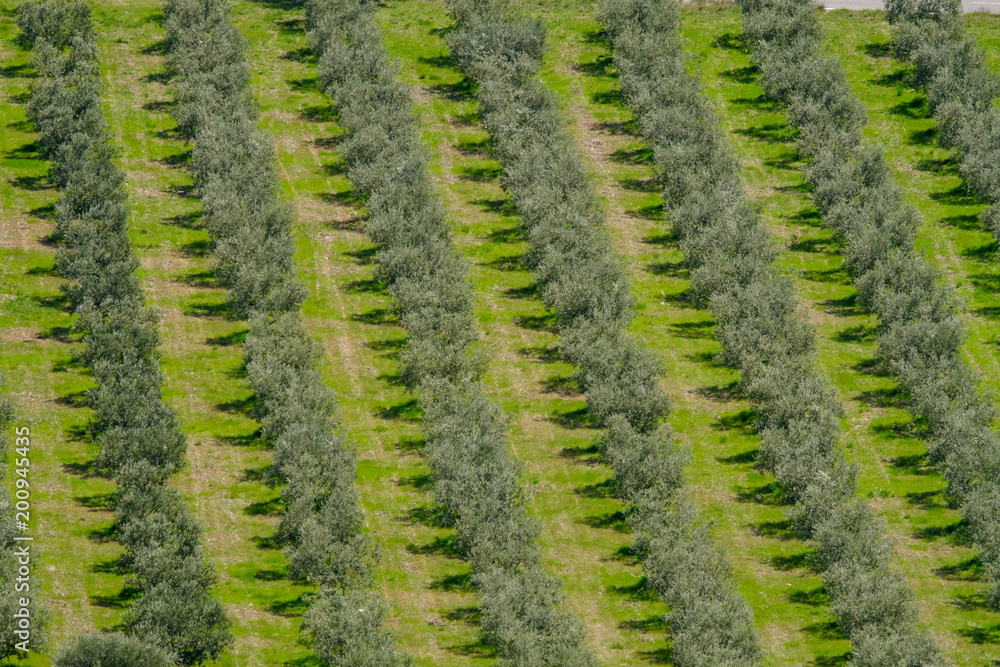 Vue aérienne sur la plantation des oliviers.