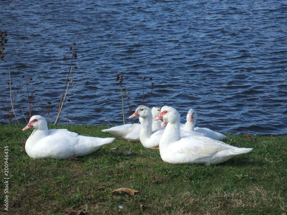 Obraz premium Ducks in Ocean Grove, New Jersey
