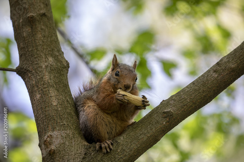 Canvas Print Squirrel, Yildiz Park, Istanbul Turkey